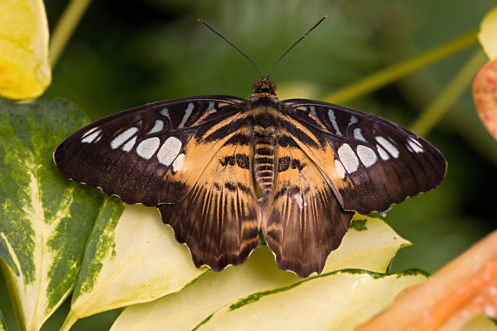 vlinder vlinders hdr insect insecten nederland uitheems Lepidoptera rups rupsen vlindertuin natuur